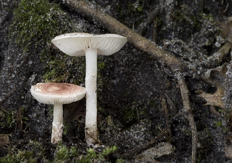 Inocybe whitei